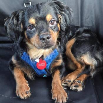 Tyson -  Cavalier King Charles Spaniel and Mixed Breed Dog for Adoption in Arlington, Virginia - Tyson | PetCurious