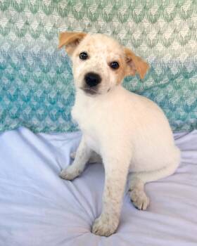 Australian Cattle Dog Blue Heeler Dogs Available for Adoption - Happy | PetCurious