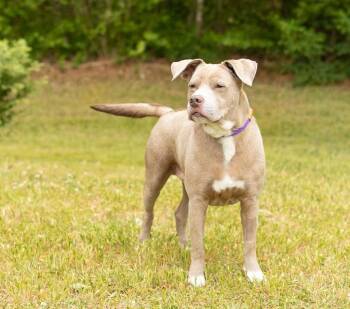Darnell -  Mixed Breed Dog Available for Adoption in Durham, North Carolina - Darnell | PetCurious