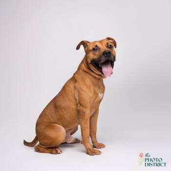 Rescue American Staffordshire Terrier Dogs for Adoption in Manhasset, New York - Willie | PetCurious