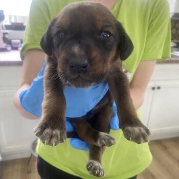 Aspen -  Australian Cattle Dog Blue Heeler and Mixed Breed Dog for Adoption in Chapel Hill, North Carolina - Aspen | PetCurious