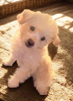 Maltese and Poodle Dogs Available for Adoption - Richie | PetCurious