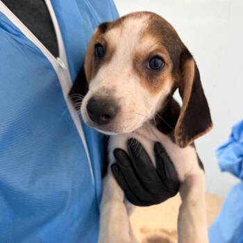 Wade 7463 -  Coonhound Dog for Adoption in Loxahatchee Groves, Florida - Wade 7463 | PetCurious