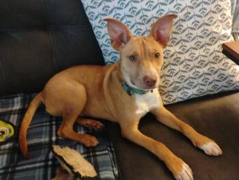 Rescue Australian Cattle Dog Blue Heeler Dogs for Adoption in Manchester, Tennessee - Hollow | PetCurious