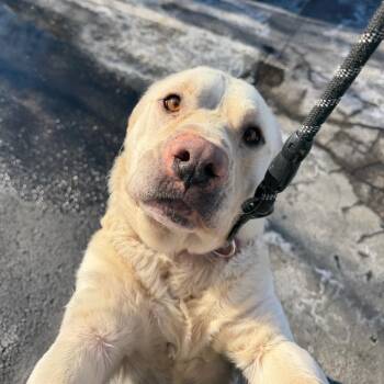 American Bulldog and Labrador Retriever Dogs Available for Adoption - Blondie | PetCurious