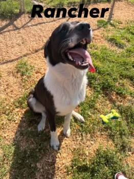 Rancher -  Great Pyrenees Dog for Adoption in Silver Spring, Maryland - Rancher | PetCurious