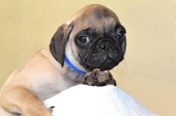 Pug Dogs Available for Adoption in Fort Lauderdale, Florida - RAIDEN | PetCurious
