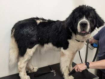 Newfoundland Dog and Saint Bernard Dogs Available for Adoption in Ledyard, Connecticut - April | PetCurious