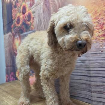 Liza -  Poodle Dog for Adoption in Normal, Illinois - Liza | PetCurious