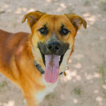 Rescue Mixed Breed Dogs for Adoption in Auburn, Alabama - Hinata | PetCurious