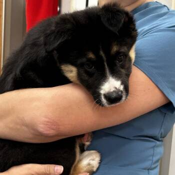 Lovebug -  Husky Dog for Adoption in Westminster, California - Lovebug | PetCurious