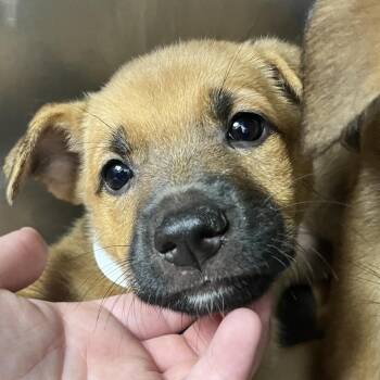 Pearl -  Retriever and Hound Dog for Adoption in Parrish, Alabama - Pearl | PetCurious