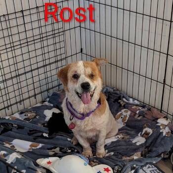 Mixed Breed Dogs Available for Adoption in Fredericksburg, Virginia - Rost | PetCurious