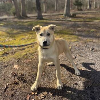 Cooper -  Husky Dog for Adoption in Woodstock, Ontario - Cooper | PetCurious