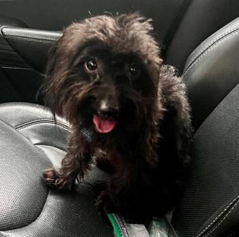 Benny Boy -  Shih Tzu and Poodle Dog for Adoption in Milton, Georgia - Benny Boy | PetCurious