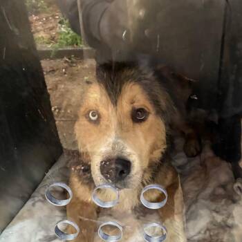 Big-Tex -  Mixed Breed Dog for Adoption in Philadelphia, Pennsylvania - Big-Tex | PetCurious