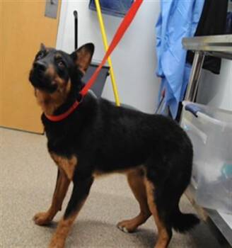 DELGADO -  German Shepherd Dog and Mixed Breed Dog for Adoption in Albuquerque, New Mexico - DELGADO | PetCurious