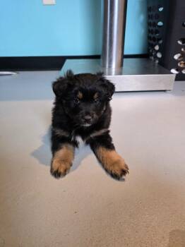 MA2 Dandelion -  Australian Shepherd Dog Available for Adoption in Ashland, Wisconsin - MA2 Dandelion | PetCurious