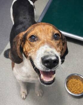 Treeing Walker Coonhound and Mixed Breed Dogs Available for Adoption in Beatrice, Nebraska - Boone | PetCurious