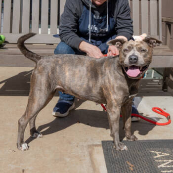 Rescue Mixed Breed Dogs for Adoption in Chamblee, Georgia - Jia - IN FOSTER | PetCurious