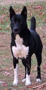 Rescue Labrador Retriever and Husky Dogs for Adoption in Crossville, Tennessee - Sax | PetCurious