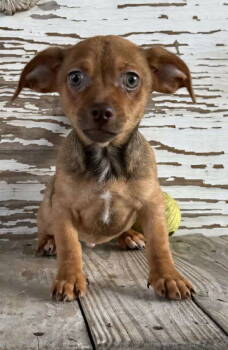 Rescue Chihuahua Dogs for Adoption in Helotes, Texas - Gecko | PetCurious