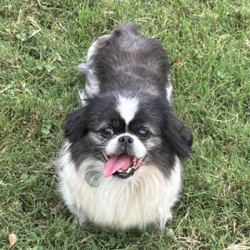 Forget About It -  Pekingese and Mixed Breed Dog for Adoption in Fredericksburg, Virginia - Forget About It | PetCurious