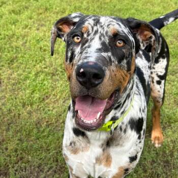 Norman -  Great Dane and Catahoula Leopard Dog Dog for Adoption in Owosso, Michigan - Norman | PetCurious
