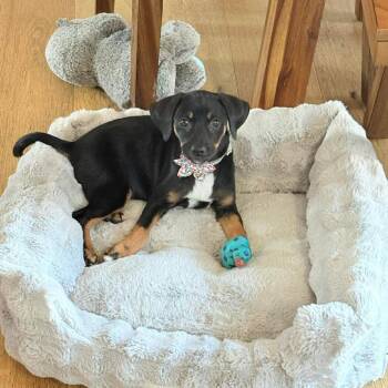 Circe -  Dachshund and Mixed Breed Dog for Adoption in Tomah, Wisconsin - Circe | PetCurious