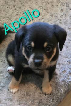 Australian Shepherd and Chihuahua Dogs Available for Adoption in Aurora, Illinois - Apollo | PetCurious