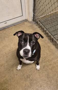 Remy -  Pit Bull Terrier Dog for Adoption in Indiana, Pennsylvania - Remy | PetCurious