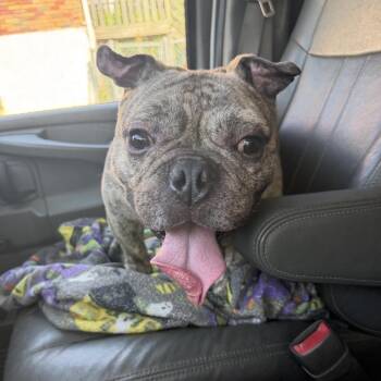 Big Ed -  French Bulldog and Mixed Breed Dog for Adoption in St. Louis, Missouri - Big Ed | PetCurious
