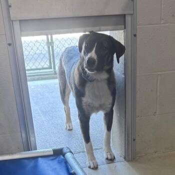 Snoop -  Shepherd and Mixed Breed Dog for Adoption in Shelbyville, Illinois - Snoop | PetCurious