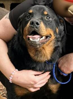 Bubba -  Rottweiler Dog for Adoption in Deering, New Hampshire - Bubba | PetCurious