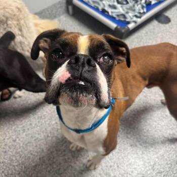 Putter -  Boxer Dog for Adoption in Wichita, Kansas - Putter | PetCurious