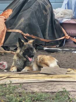 MONA -  German Shepherd Dog Dog for Adoption in San Antonio, Texas - MONA | PetCurious