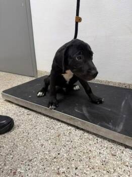 Tmac -  Terrier and Mixed Breed Dog for Adoption in Gastonia, North Carolina - Tmac | PetCurious