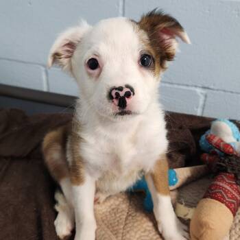 Sophia -  Mixed Breed Dog for Adoption in Marshfield, Wisconsin - Sophia | PetCurious
