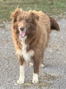 Rescue Australian Shepherd Dogs for Adoption in Franklin, Tennessee - MISS KITTY | PetCurious