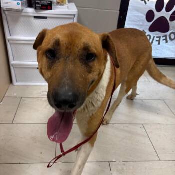 Mixed Breed Dogs Available for Adoption in Lufkin, Texas - Hunter | PetCurious