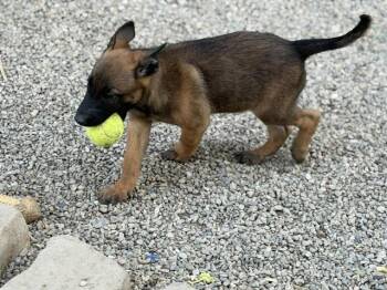 Pistol located in California -  Belgian Shepherd Malinois Dog for Adoption in Imlay City, Michigan - Pistol Located In California | PetCurious