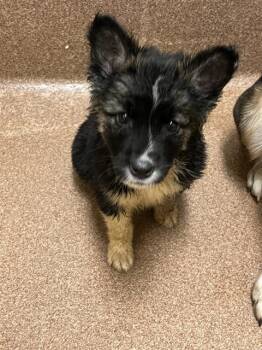 Pit Bull Terrier Dogs Available for Adoption - DIESEL | PetCurious