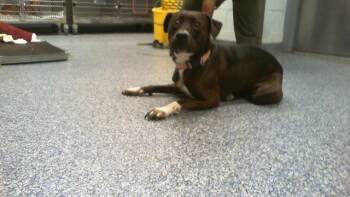 A1266050 -  Pit Bull Terrier Dog for Adoption in Charlotte, North Carolina - A1266050 | PetCurious