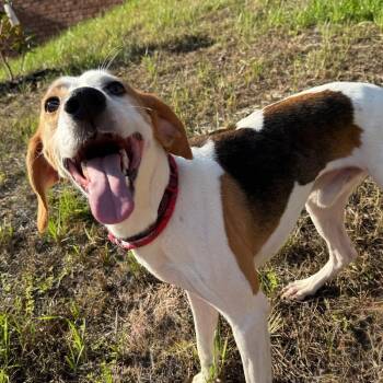 Rescue Hound Dogs for Adoption in Roanoke, Virginia - Soar | PetCurious
