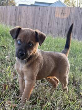 Shepherd Dogs Available for Adoption - Santi | PetCurious