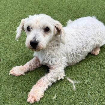 Fifty Shades of Grey 4794 -  Terrier Dog for Adoption in Loxahatchee Groves, Florida - Fifty Shades Of Grey 4794 | PetCurious