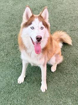 ROSIE -  Siberian Husky Dog for Adoption in Salinas, California - ROSIE | PetCurious