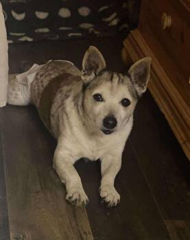 Rescue Australian Cattle Dog Blue Heeler Dogs for Adoption in Snyder, Texas - Neal | PetCurious