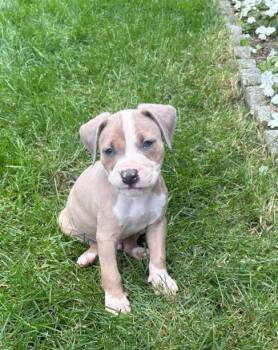 Rescue Pit Bull Terrier and American Staffordshire Terrier Dogs for Adoption in Belleville, Michigan - Otis | PetCurious