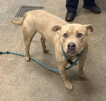 Dante -  Pit Bull Terrier Dog for Adoption in Cleveland, Ohio - Dante | PetCurious